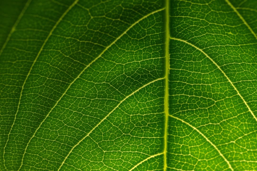 Sustainable Digital Design